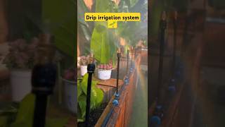 Automatic irrigation system for garden diyprojects garden irrigation [upl. by Zerlina]