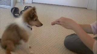 Buffys TricksSheltie Puppy [upl. by Silohcin576]