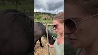 Highlight Rudnik the Roan is live Hanging out and QampA [upl. by Maddis]