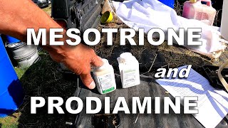 Spraying Mesotrione and Prodiamine Together and Separately [upl. by Akirre641]