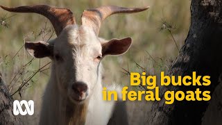 Big bucks feral goats recognised as a serious asset 🐐  Meet the Ferals Ep 5  ABC Australia [upl. by Rashida22]