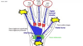 Synovial flexor sheaths in the palm [upl. by Helfant]