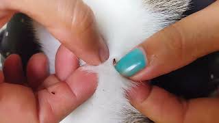 quotBonding Through Flea Removal Calming Your Kitty While Killing Fleas by Handquot [upl. by Kerad]