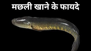 मछली खाने के जबरदस्त फाइट फायदे Machhali Khane Ke Fayde fish khane ke fayde [upl. by Babita]