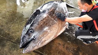 Cutting 250KG Giant Bluefin Tuna to 10000 worth Luxurious Sashimi！ [upl. by Notgnilliw]