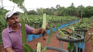 Dragon Fruit തൈ ഉണ്ടാക്കുന്നത് മുതൽ വിളവെടുപ്പ് വരെ അറിയേണ്ടതെല്ലാം [upl. by Alrrats191]