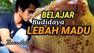 Cara Memindahkan Lebah Liar Ke Kotak Budidaya [upl. by Joed922]