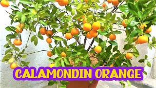 Calamondin Orange  Best Indoor Citrus Plant  Miniature Orange  Part 1 [upl. by Mixam931]