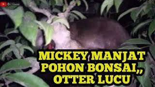 Malam hari Mickey otter yang sangat lucu manjat pohon bonsai [upl. by Colvert665]