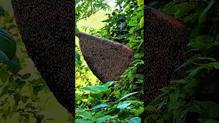 Giant honey bee nest in tree honey [upl. by Neeloj]