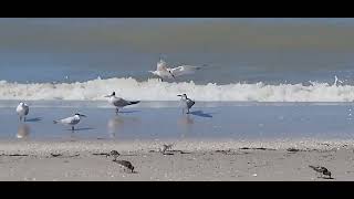 Shorebirds feed together [upl. by Ghiselin]