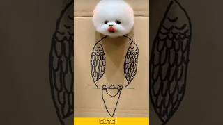 Cute Pomeranian Puppies Doing Funny Things  Cute and Funny Dogs  Box Studios cute [upl. by Beulah250]