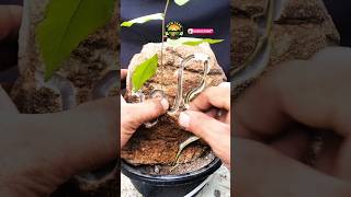 bonsai tree making bonsai shortsfeed amazing tree [upl. by Sophia]