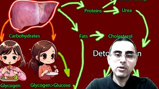 Liver Tests and Function What tests exist for liver evaluation [upl. by Quenna172]