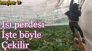 Isı perdesi çekme işlemi Örtüaltı sebze yetiştiriciliği mersin Tarsus [upl. by Maryrose849]