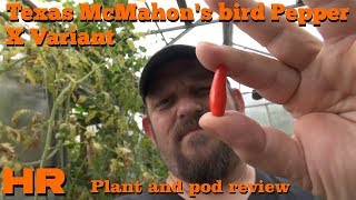 ⟹ Texas McMahons bird pepper  Capsicum annuum  Pod Review [upl. by Katerina]