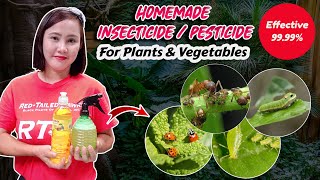 Homemade insecticide for plants  Epektibong pesticide para sa halaman  Make Homemade Insecticide [upl. by Dareece]