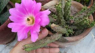 How to Grow and Care Echinocereus Pentalophus subsp Procumbens Cactus Plant [upl. by Aneloaup196]