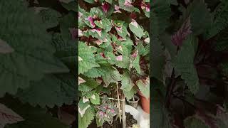 Beautiful coleus plant at balcony garden [upl. by Sherrard]