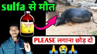 😭Sulfa injection से पशु कि मौत  sulphadimidine injection use in animals  vet injection [upl. by Naedan]