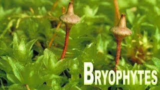 Plant kingdom part 3  Bryophyta Mosses and Liverworts [upl. by Atirhs]