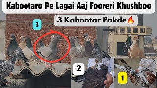 Khali Ek Jadi Booti Ke Ras Se Aap Pakad Sakte Ho Sehdi Ke Kabootar pigeonscarefactory5328 [upl. by Thibaud928]