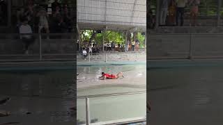 Crocodile Encounter😅👍  PATTAYA  THAILAND  ytshorts travel shorts reels youtube crocodile [upl. by Cocks]