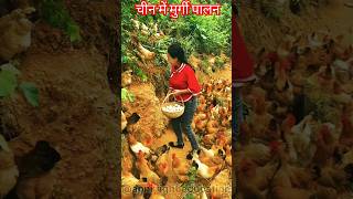 Poultry farming in China shortvideo poultryfarming [upl. by Llewop808]