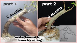 Part2 Bonsai bunjin  literati style wrightia religiosa  anting putri  santalia [upl. by Eceirehs894]