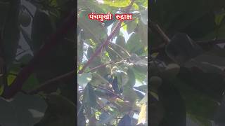 पंचमुखी रुद्राक्ष पेड़rudraksha laeocarpus ganitrustrend farming [upl. by Graybill654]