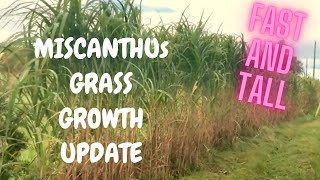 How to Grow Miscanthus Giganteus Elephant Grass  Growth Update of Fastest and Tallest Grass [upl. by Ttsepmet]