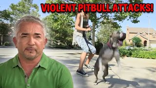 Pitbull’s Aggression Leads To Veterinarian Visit  Cesar 911 Season 2 Ep 12 [upl. by Srini373]