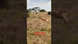 Coke’s Hartebeest running footage 2024 [upl. by Nylhsa883]