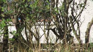 Pechora Pipit  22nd September 2014 Baltasound Unst Sheltland Islands UK [upl. by Tenney]