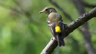 9월 흰눈썹황금새암컷 ㅣYellowrumped Flycatcherfemale bird [upl. by Ocir]