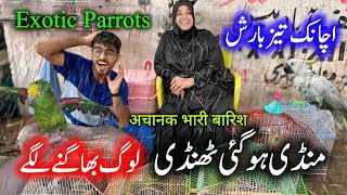 Exotic Parrots and Birds Market 2024 Latest Update in Urdu Hindi  Biggest birds market in Pakistan [upl. by Gnivre]