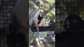 Coquerels sifaka lemur having lunch at Houston zoo pt 4 [upl. by Klinges]