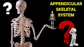 APPENDICULAR SKELETAL SYSTEM humanskeletalsystem humanskeleton bones physicaltherapy health [upl. by Eelamme146]