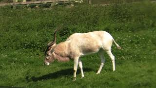 Yorkshire Wildlife Park Screwhorn Antelope [upl. by Ybroc594]