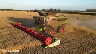 4Kᵁᴴᴰ Harvest 2023 Thurlow Estates 3 Claas Lexion 8800 TT combines in wheat in Suffolk  Part 2 [upl. by Nimrak325]