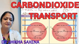 Carbon dioxide Transport Respiratory System Telegram httpstmedrshikhasaxenahumanphysiology [upl. by Wende]