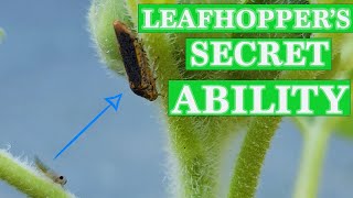 True Facts about Leafhoppers You Never Thought Possible [upl. by Aaron]