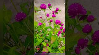 Gomphrena flower all season flower beautiful flower must add to your gardenyoutubeshorts garden [upl. by Ahsinik]