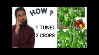 Intercropping Mixed Cropping  How to grow two crops in one place in tunnel farming HindiUrdu [upl. by Lathrope]