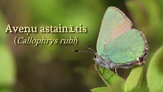 Latvijas dabā aveņu astainītis Callophrys rubi [upl. by Neyut46]