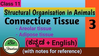 Class 11  Structural Organisation in Animals  03  Areolar and Adipose Connective Tissue [upl. by Siravaj263]