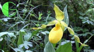 An American slipper orchid Cypripedium parviflorum • 11 July 2019 Orchid collection update [upl. by Yotal]