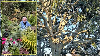 TROIS ESPÈCES D’EUCALYPTUS RUSTIQUES ET TRÈS DÉCORATIFS À DÉCOUVRIR Le Quotidien du Jardin N°428 [upl. by Malinin]