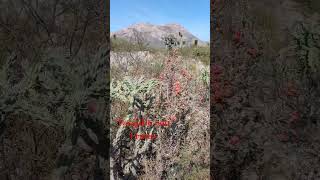 Tasajillo con Frutas Ex Hacienda El Peñuelo Galeana Nuevo León México cactus suculentas [upl. by Anitan]