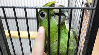 Blue fronted amazon parrot Likes to cuddle [upl. by Calendra368]